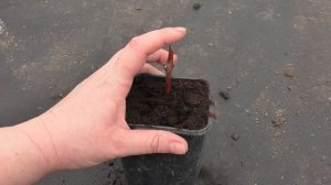 Как определить где верх где низ у черенка винограда. Размножение винограда.