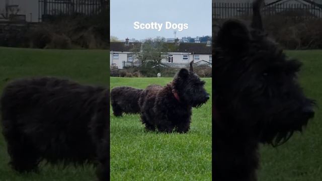 Cute Scotty Dogs