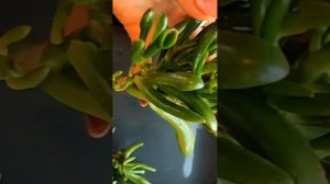 Крассула коралл