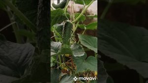 ЛУЧШИЕ ПРОФИ ОГУРЦЫ, ОТ АНАСТАСИИ ЛИПАТОВОЙ // ВАЦАП ДЛЯ ЗАКАЗА 89152458159 ПИСЬМЕННО