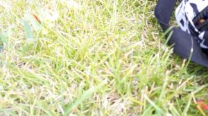 липеры серия N⁰ 2 (сезон 1)