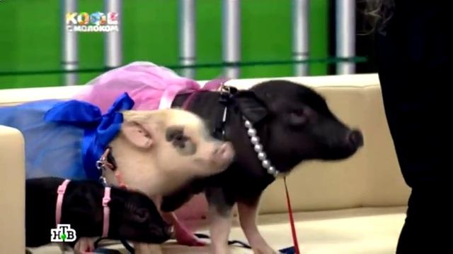 Декоративные свиньи 8(965)380-13-11 Москва смотреть онлайн