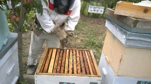 Обработка пчёл от клеща ваароа Щавельевой кислотой в сиропе