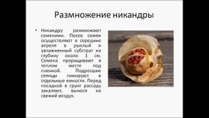 Никандра