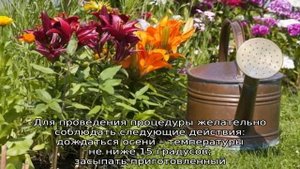 Трубчатые лилии