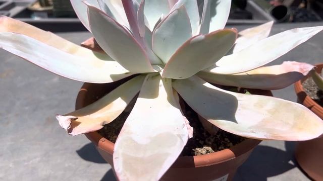 Blooming and beautiful Echeveria cante at California Cactus Center in Pasadena! ???️ смотреть онлайн