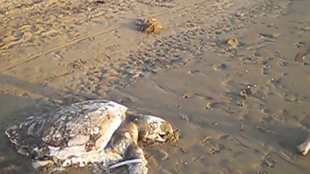 Мёртвая морская черепаха. смотреть онлайн