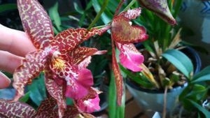 Орхидея BEALLARA MARFITCH "  RENAISSANCE CORAL" 😍👍❤️❣️