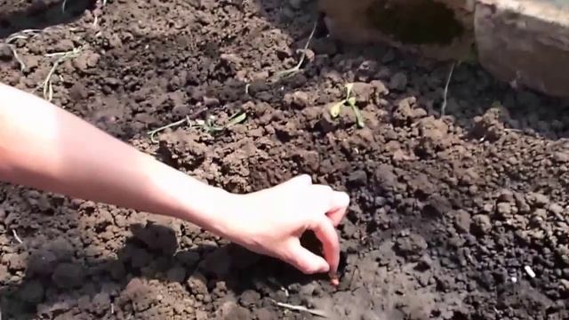 Посадка огурцов без хлопот. Посев огурцов в грунт