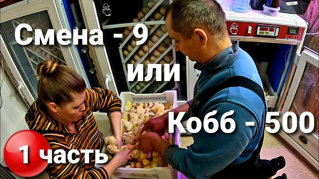 Какой вывод у яйца бройлера / Смена -  9 / Кобб - 500 / Голошейка. Качество цыпленка Смена 9