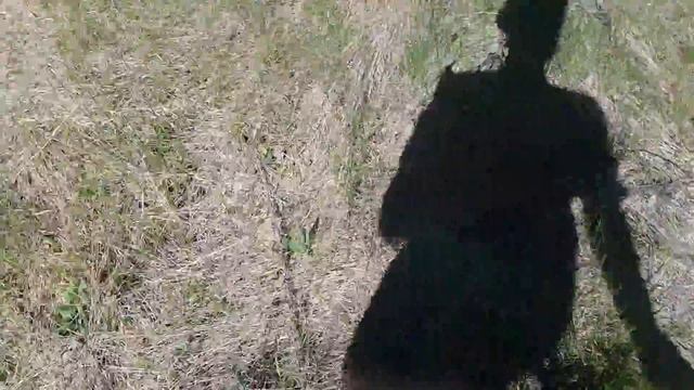 Ловим ящериц в заброшеном саду. Часть 2 смотреть онлайн