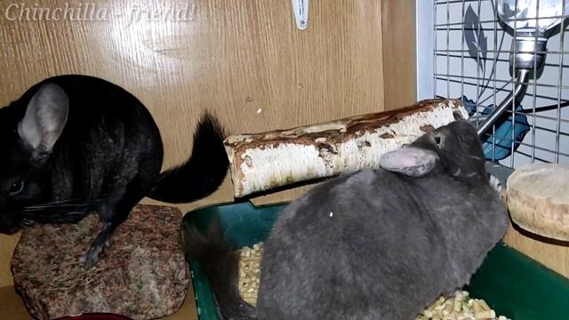 Лямблии у шиншилл смотреть онлайн