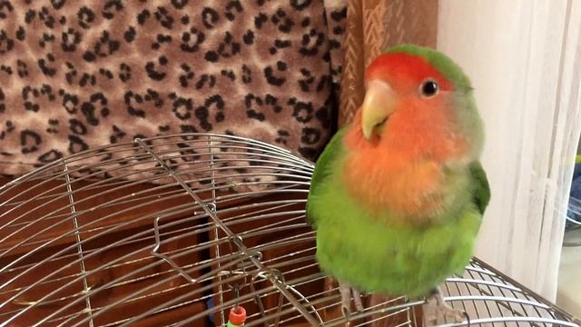 Попугай Неразлучник Чако в Укрытии смотреть онлайн