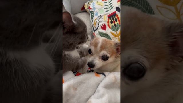 A Cat Puts Up With Grumpy Chihuahua   ViralHog