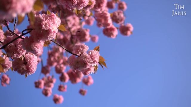 Peaceful Instrumental Music Relaxing Music Meditation Nature Music Spring Blossom by Tim Janis