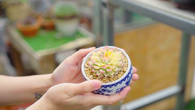 Garden Tour EP8 - Only Mini Succulents (with ID) | 9 Years Living with Succulents. смотреть онлайн