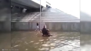 Животные СПАСАЮТ Людей! Топ 10 Животных Героев Спасших Жизни!