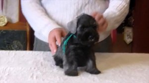 Щенки цвергшнауцера окраса перец с солью!Щенки родились 22 декабря 2021 - 3 мальчика и девочка