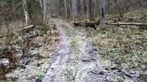 Прогулки в лесу около коттеджного поселка Малиновые вечера. Курганы в Дятлицах