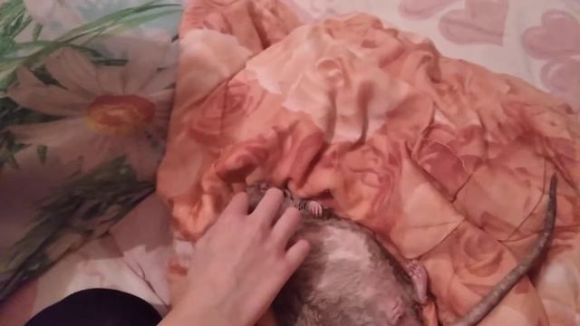 Крыса спит на спине смотреть онлайн