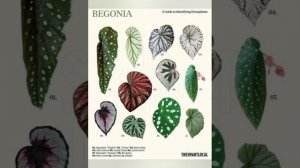 variedad de plantas y sus nombres monstera caladium alocasias peperomia singonio exoticas y mas