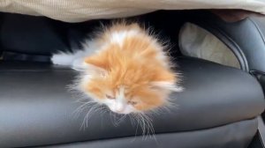 Маленький котёнок просыпается