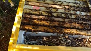 Кормушка для пчел плюсы и минусы.