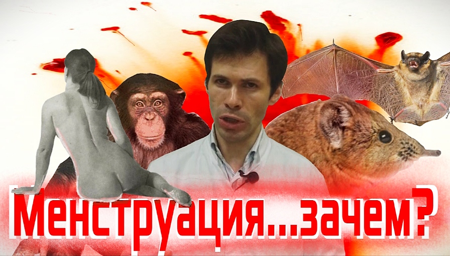 МЕНСТРУАЦИЯ...ЗАЧЕМ_ (гипотезы и обсуждение).mp4