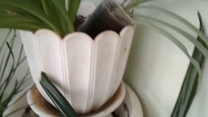 Листья у хлорофитума стали бледными.Правильный уход. //The leaves of the chlorophytum turned pale./
