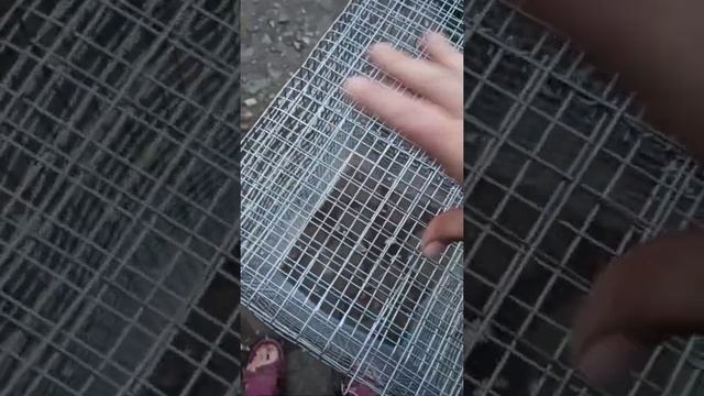 Клетка для крыс своими руками! Как сделать? Пошаговая инструкция. Дёшево и качественно!