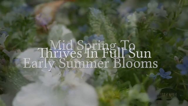 The Amazing Lithodora Crystal Blue Flower