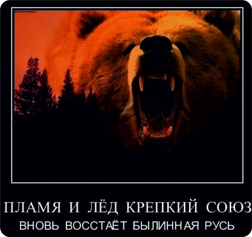 медведь россия. русский медведь цитаты. алексей медведь. цитаты про медведя. разбудили медведя теперь молитесь.
