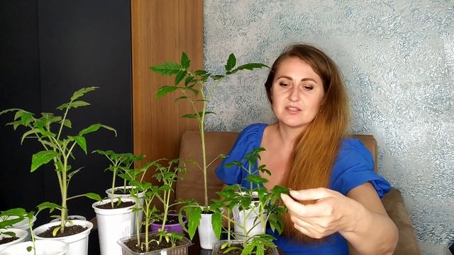 ТОМАТЫ ВЫСОКОРОСЛЫЕ ИЛИ НИЗКОРОСЛЫЕ, КАКИЕ ЛУЧШЕ? СРАВНИВАЕМ ОСОБЕННОСТИ ВЫРАЩИВАНИЯ! ОБЗОР СОРТОВ