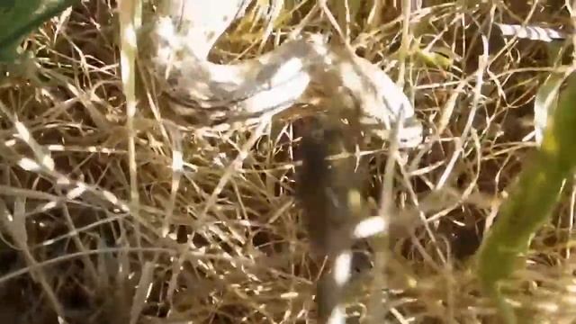 Восточный удавчик (Eryx tataricus) смотреть онлайн