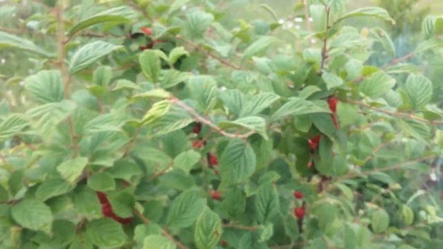 Войлочная вишня смотреть онлайн