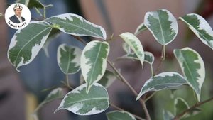 АЯТ АЛЬ-КУРСИ #аяталькурси