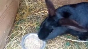 Кормлю кроликов ЗЕРНОМ / Пшеница  Ячмень Овёс