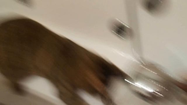 Лапатушки