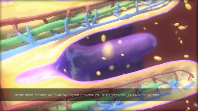 ¿Cómo funciona la tecnología de Pro Plan Active Mind? смотреть онлайн