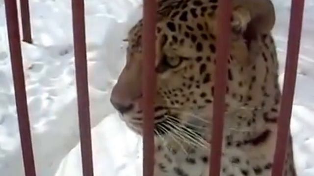 Леопард атакует Оператора смотреть онлайн