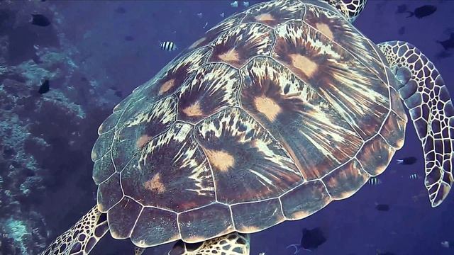 c152 - Ocean / Музыка Без Авторских Прав / Nocopyright Music / Music Without Copyright