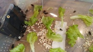 Двупятнистые черные сверчки едят саранчу и салат