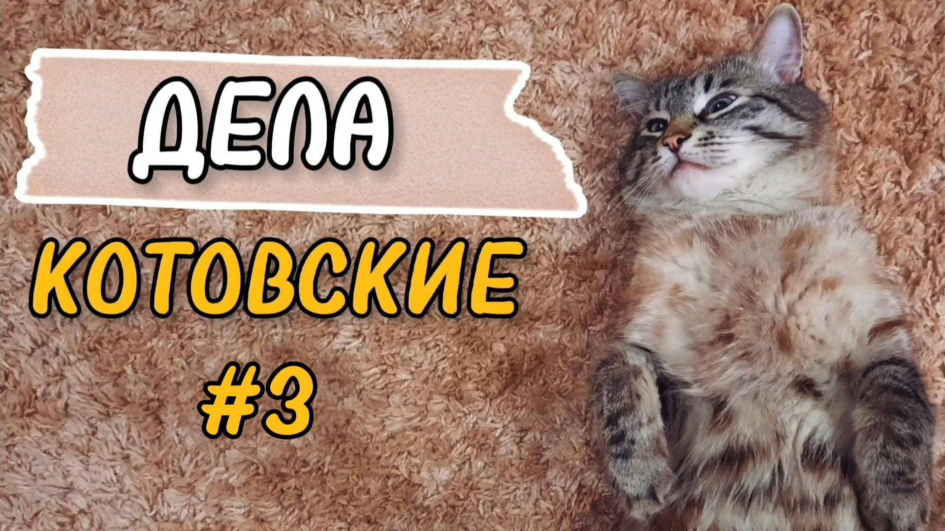 Кота по всяким пустякам просьба НЕ беспокоить #shorts