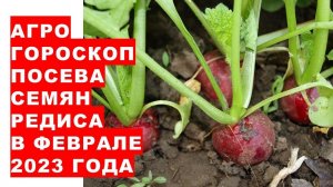 Агрогороскоп посева семян редиса, дайкона, редьки в феврале 2023 года. Посадка редису в лютому 2023