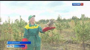 Совят из нижегородского зоопарка научили летать, охотиться и отпустили в естественную среду обитания