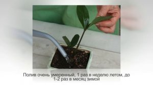 Долларовое дерево ЗАМИОКУЛЬКАС | Растение, приносящее удачу. Уход и размножение