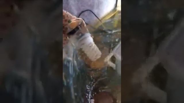 Яйца Артемии/ как выводить Артемию начальный корм для мальков смотреть онлайн