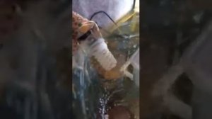 Яйца Артемии/ как выводить Артемию начальный корм для мальков