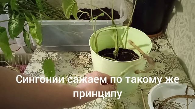 Филодендрон и сингониум. Пересадка и черенкование растений. смотреть онлайн