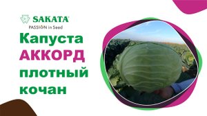 Капуста, гибрид АККОРД. Плотный кочан. Превосходная структура #семенакапусты #белокочаннаякапуста
